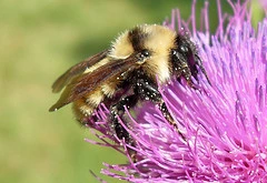 A bee on a flower